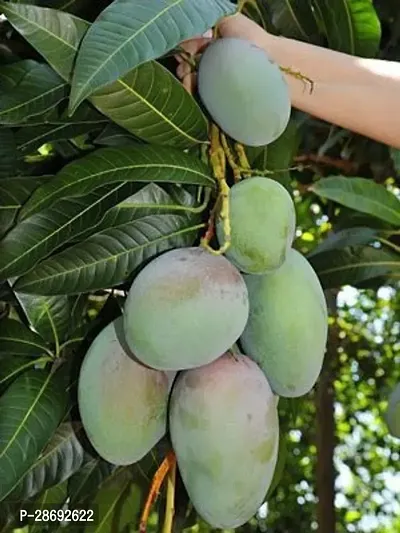 Baishnab Mango Plant Mango plant M1