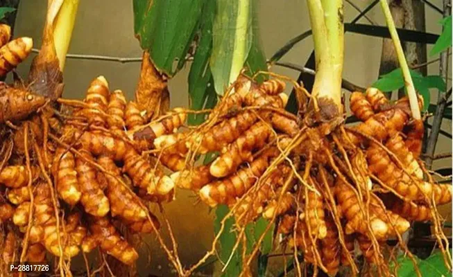 Baishnab  Haldi Plant H000011 Turmeric Plant-thumb0