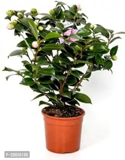 Baishnab  Live Pink Camellia  Flower Plant Rose Pla