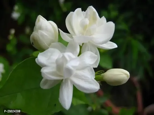 Baishnab  1L11 Jasmine Plant-thumb0