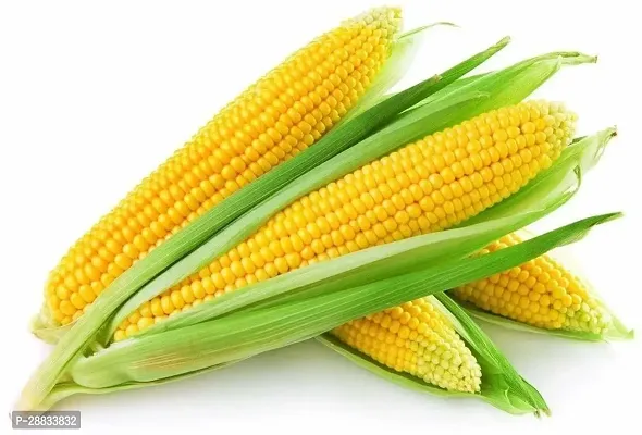 Baishnab Earth Seeds P09Sweet Corn F1 Hybrid Vegetable Seeds50PIECE-thumb0