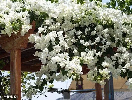 Baishnab Bougainvillea Plant Gardens Rare Attractive WHITE BOUGAINVILLEA Flower Plant - 1 Healthy Live Plant With Plastic Bag-thumb0