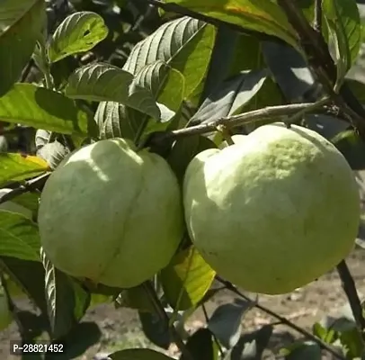 Baishnab  Royal guava plant Guava Plant-thumb0