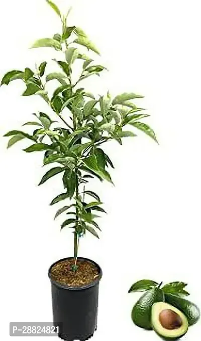 Baishnab  Lula Avocado Live PlantCF34 Avocado Pla