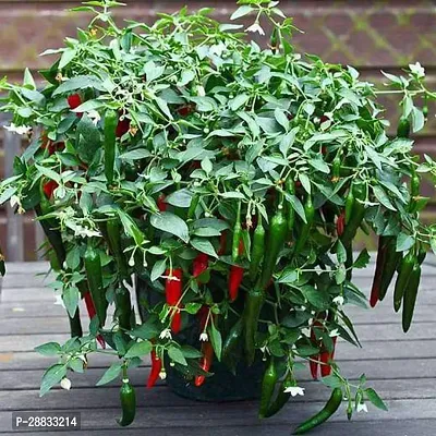 Baishnab Chili seed az 50psChilli Seeds 5050PIECE-thumb0