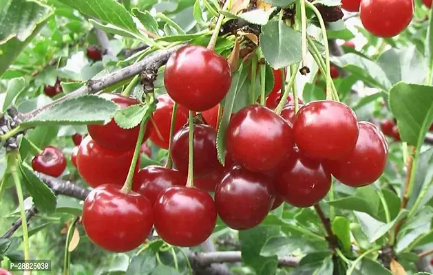 Baishnab  Cherry Fruit Live PlantCF00012 Cherry F