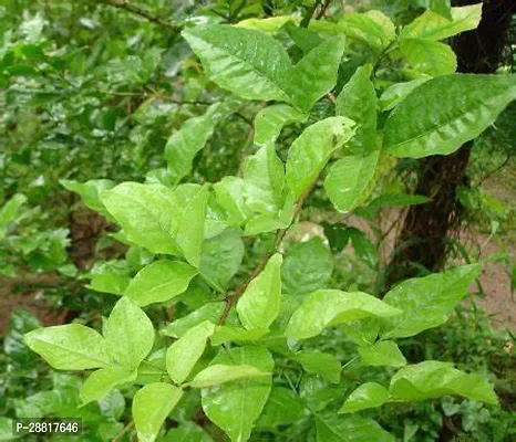 Baishnab  andaman hybrid bel plant Bel Plant