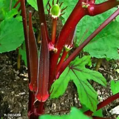 Baishnab vhindi sed 850mpsOkra Seeds Ladyfinger Bhindi Vegetable Gardening Seeds For Planting OS1498850PIECE-thumb0