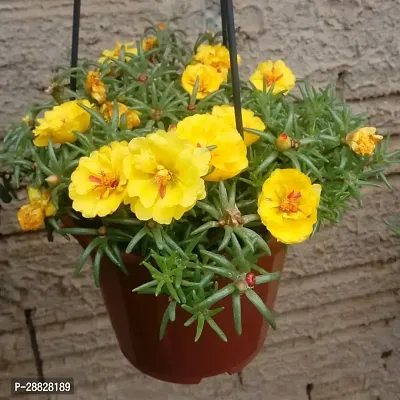 Baishnab  Portuluca Mixed Live Plant Disha0146 P-thumb0