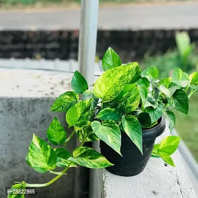 Baishnab  Money Plant CF00140 Money Plant