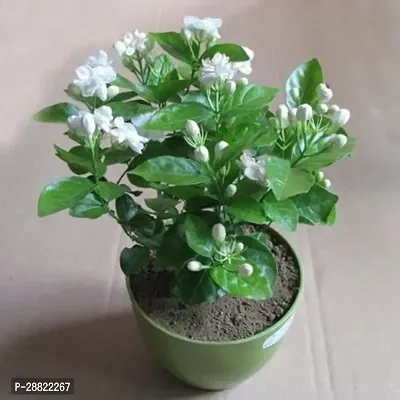 Baishnab  CoroImps1255 Jasmine Plant-thumb0