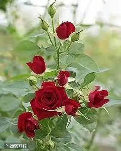 Baishnab Rose Plant Red rose plant1-thumb0