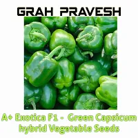 Baishnab Capsicum seed  40 psA+ Exotica F1    Green Capsicum hybrid Vegetable Seeds40PIECE-thumb1