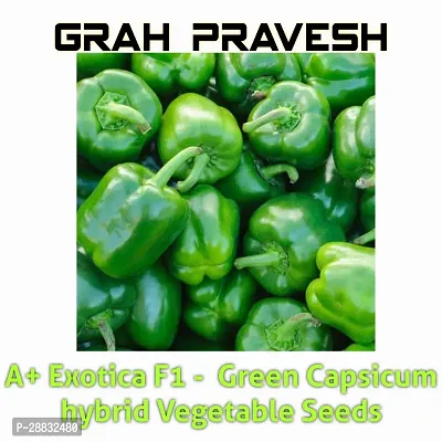 Baishnab Capsicum seed  40 psA+ Exotica F1    Green Capsicum hybrid Vegetable Seeds40PIECE-thumb2