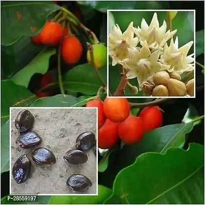 Baishnab Cherry Fruit Plant t85165-thumb2