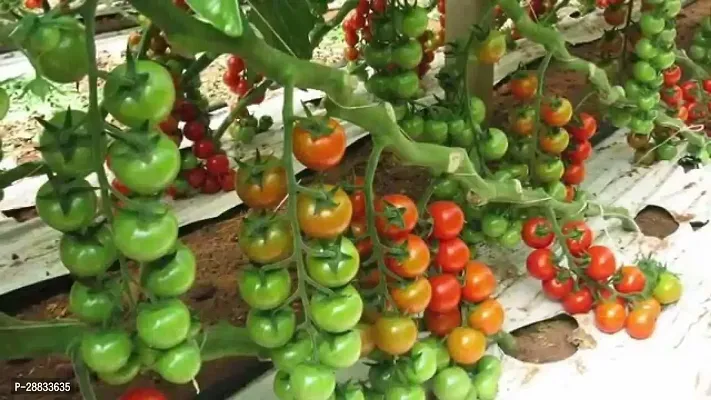 Baishnab Earth Seeds R 110Tomato Seeds 4875PIECE