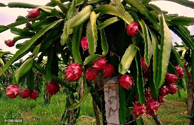 Baishnab  DragonPot Dragon Tree