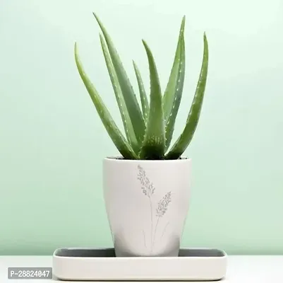 Baishnab  1f111 Aloe Vera Plant-thumb0