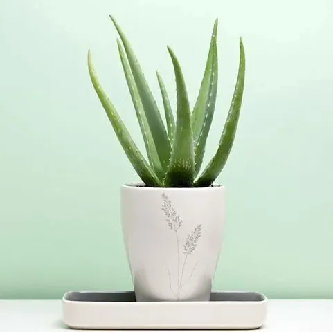 New Arrival Plant & Planters 