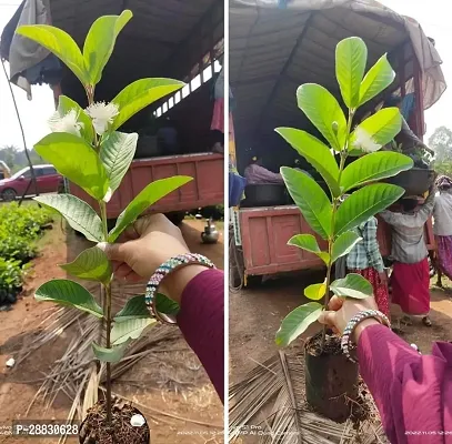 Baishnab  Guava spl01 Guava Plant-thumb0