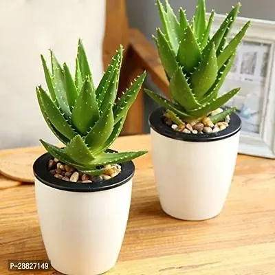 Baishnab  Aloe Vera Plant CF00047 Aloe Vera Plant-thumb0