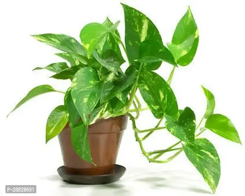 Baishnab  md11 Money Plant-thumb0