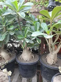 Baishnab Adenium Plant Adeniu obesum-thumb1