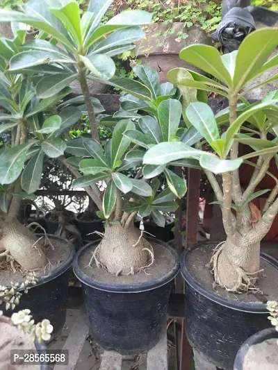 Baishnab Adenium Plant Adeniu obesum-thumb2