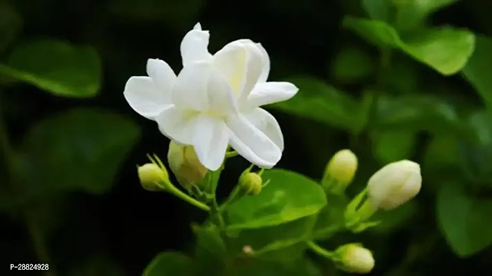 Baishnab  JZ321 Jasmine Plant