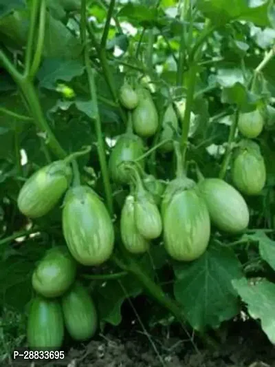 Baishnab Earth Seeds P16Round Green Brinjal seed50PIECE-thumb0