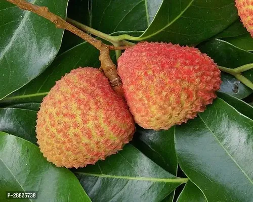 Baishnab  Litchi Plant Live Plant CF30109 Litchi-thumb0