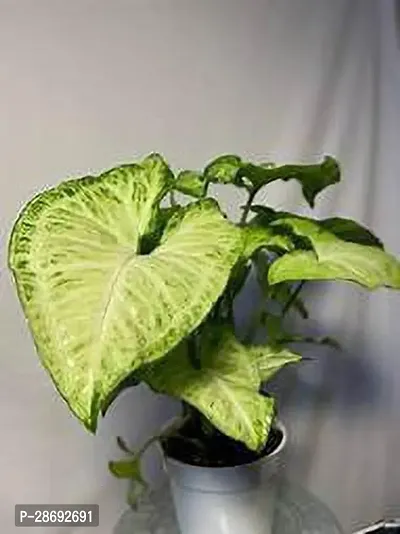 Baishnab Syngonium Plant Syngonium plantnkrl 01