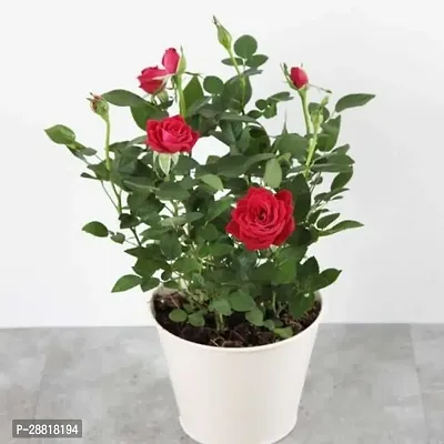 Baishnab  RedRose02Plant Rose Plant-thumb0