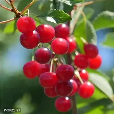 Baishnab  ENDQ393 Cherry Fruit Plant