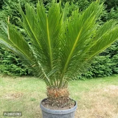 Baishnab  Cycas Revoluta Plant Live Plant CF441 C