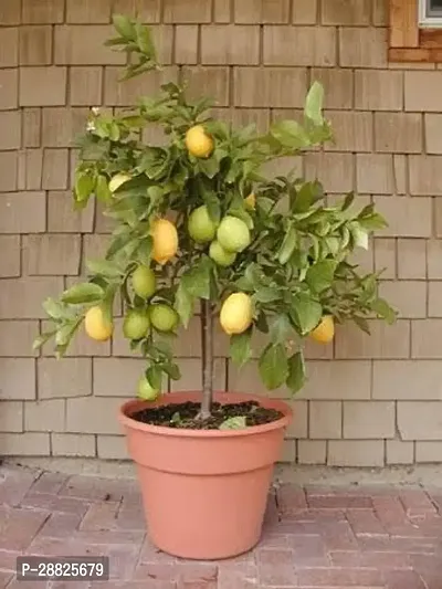 Baishnab  lbbb111 Lemon Plant