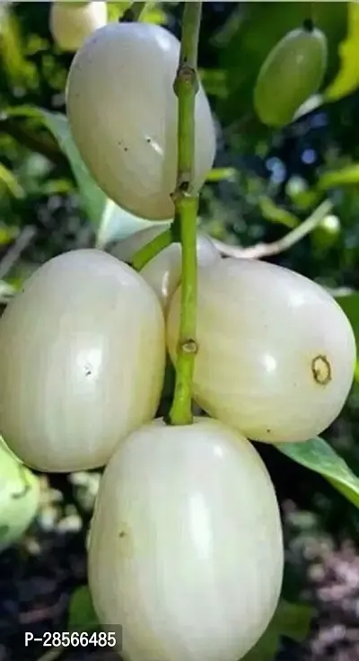 Baishnab Jamun Plant Axotic Jamun