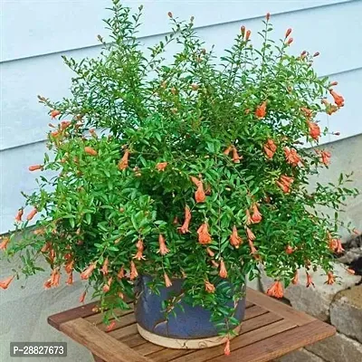 Baishnab  Ornamental Pomegranate Plant Pomegranate-thumb0