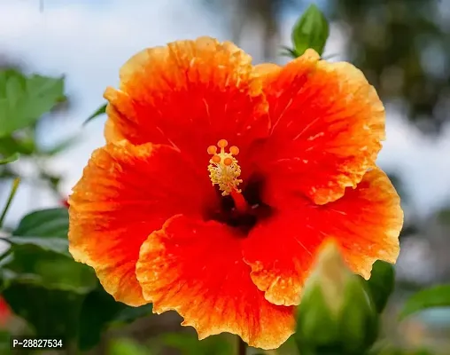 Baishnab  Hibiscus Yellow  Red Plant CF70026 Hib-thumb0