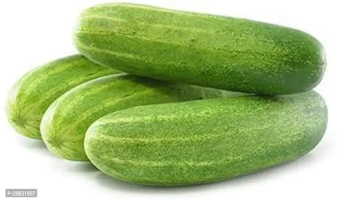 Baishnab cucumber seeds 190 piecesDSI SPL 191190PIECE