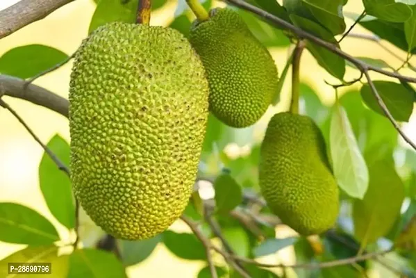 Baishnab Jackfruit Plant Jackfruit tree mart