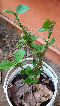 Baishnab Hibiscus Plant Hibiscus hybrid plant-thumb1