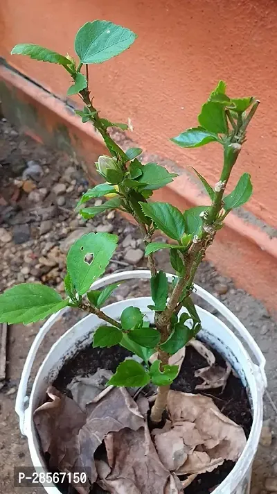 Baishnab Hibiscus Plant Hibiscus hybrid plant-thumb2