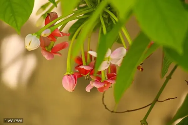 Baishnab  Rangoon Creeper MadhumaltiRangoon Creepe