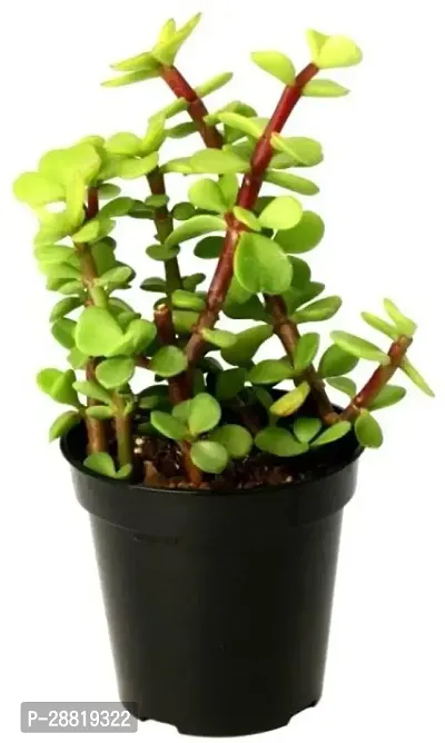 Baishnab  jade9 Jade Plant-thumb0