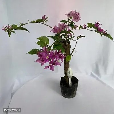 Baishnab  s111 Bougainvillea Plant