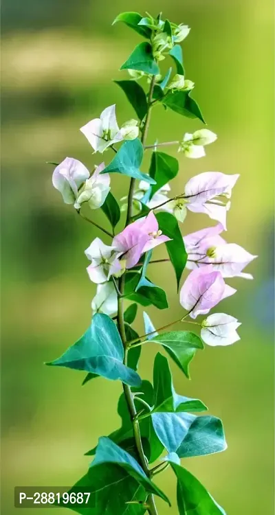 Baishnab  blb11 Bougainvillea Plant