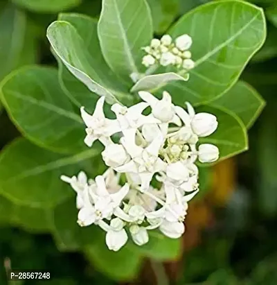 Baishnab Safed Aak Plant Safed Aak Plant, Calotropis Gigantea, White Madar-thumb0