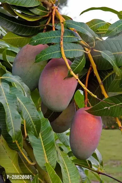 Baishnab  CAC11 Mango Plant-thumb0