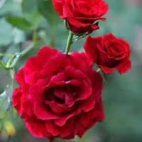 Baishnab Rose Plant ROSE PLANT B99-thumb2